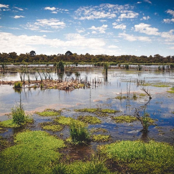 wetland area